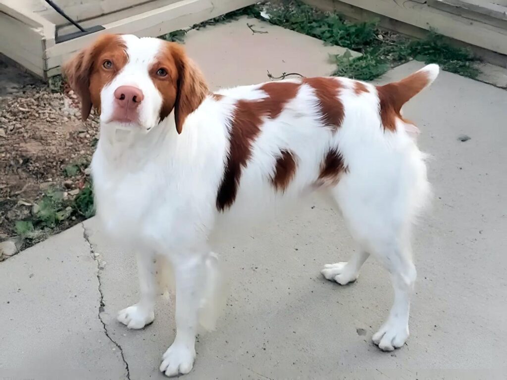 Are Brittany Dogs Hypoallergenic