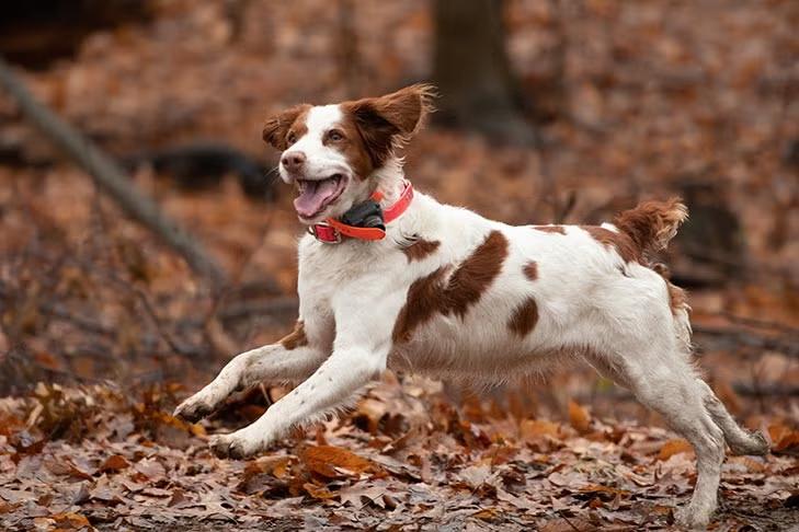 Are Brittany Dogs Hypoallergenic