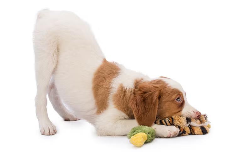 Are Brittany Dogs Hypoallergenic