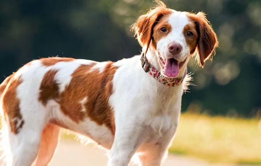 Are Brittany Dogs Hypoallergenic