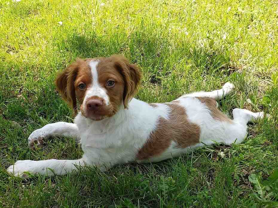 Are Brittany Dogs Hypoallergenic
