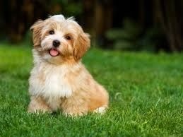 is the havanese dog hypoallergenic