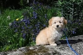 Is The Havanese Dog Hypoallergenic