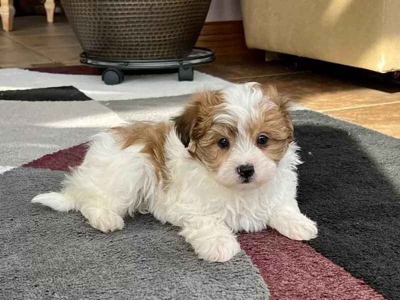 Is The Havanese Dog Hypoallergenic