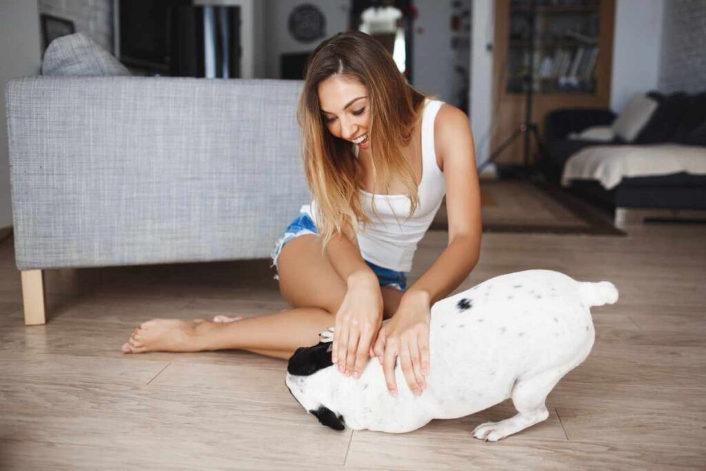 Why Is My Hypoallergenic Dog Shedding