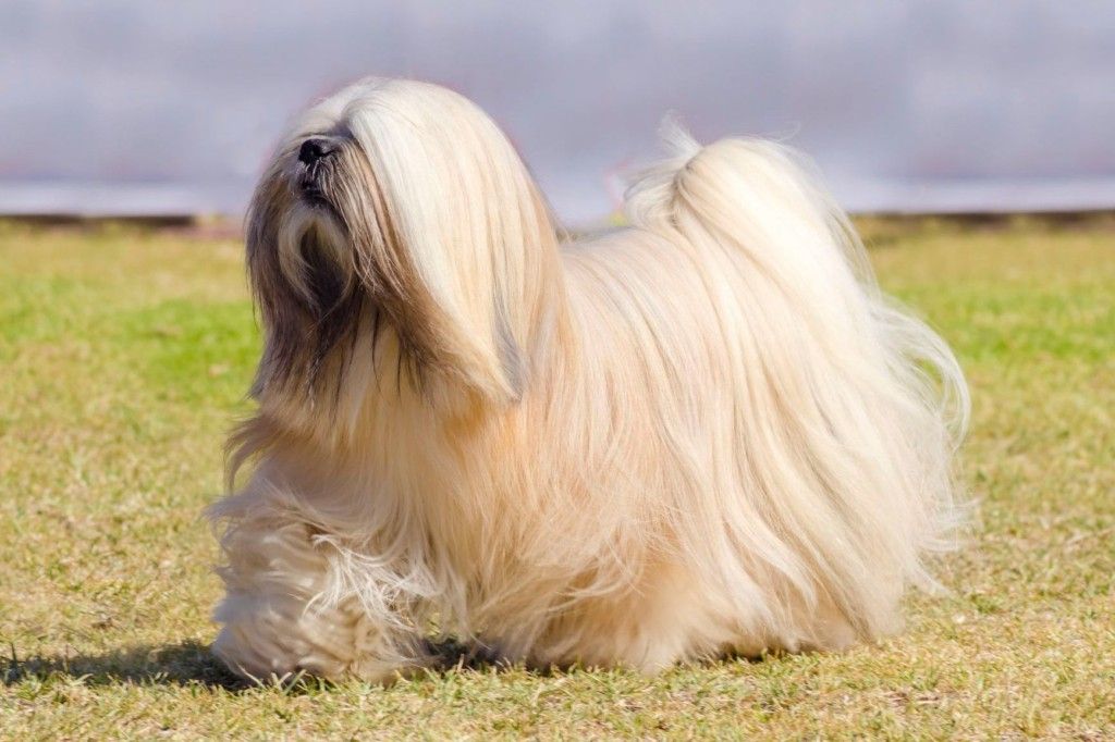 Are Lhasa Apso Dogs Hypoallergenic