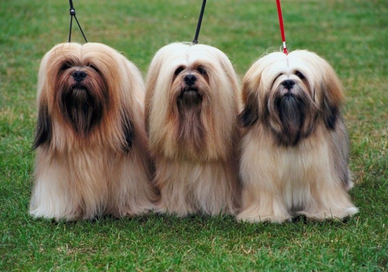 Are Lhasa Apso Dogs Hypoallergenic