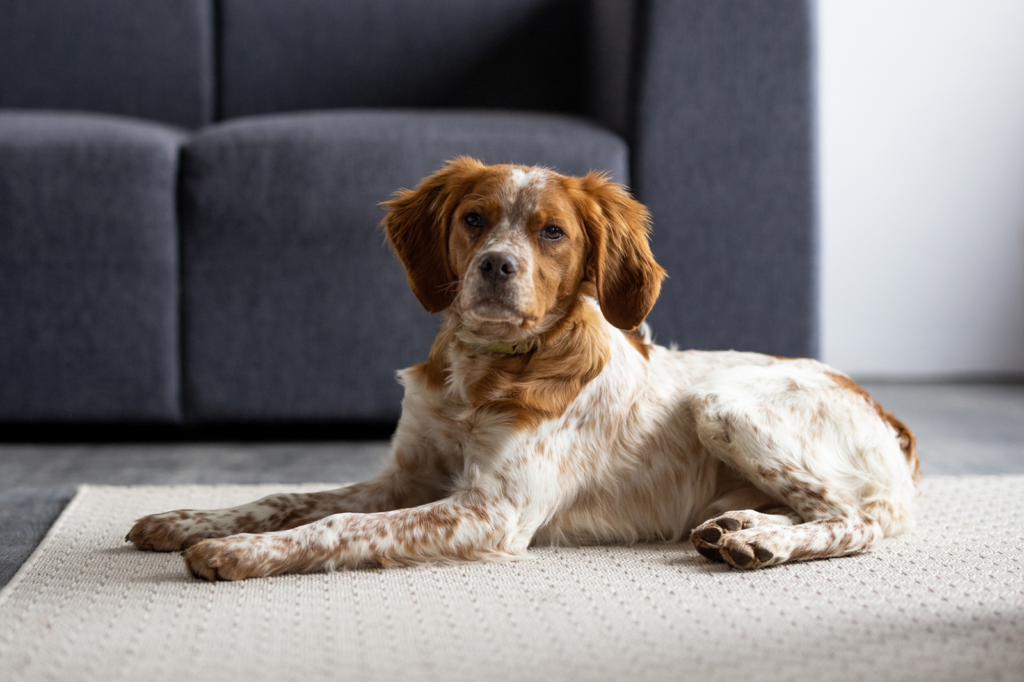 Are Brittany Dogs Hypoallergenic
