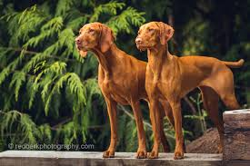 Are Vizsla Dogs Hypoallergenic