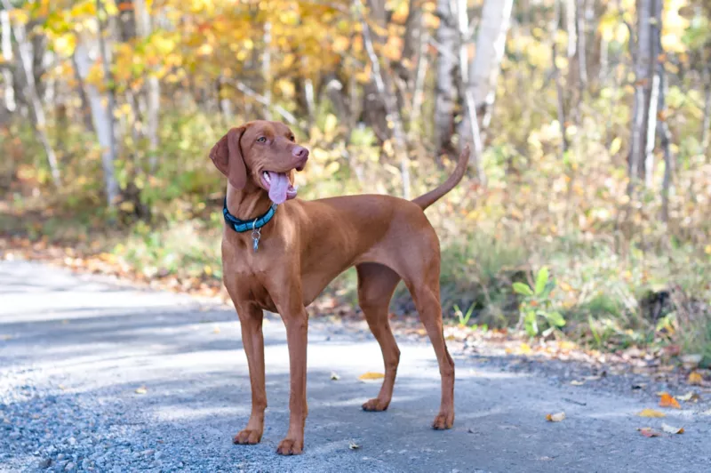 Are Vizsla Dogs Hypoallergenic
