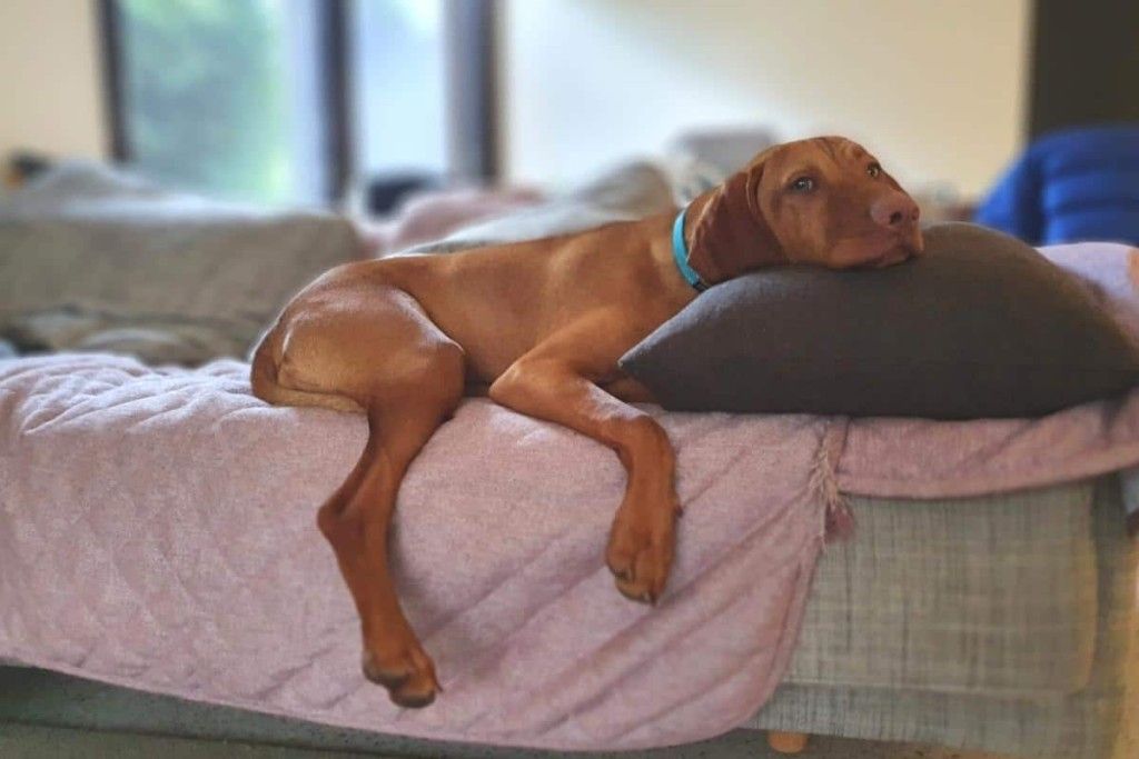 Are Vizsla Dogs Hypoallergenic