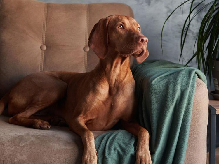 Are Vizsla Dogs Hypoallergenic