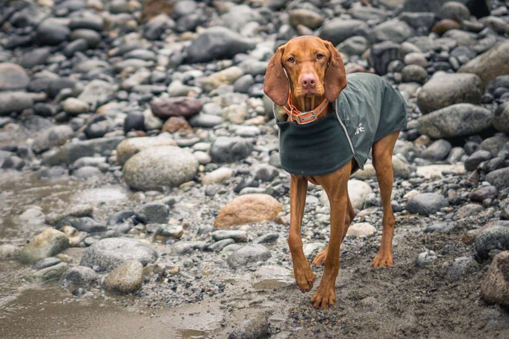 Are Vizsla Dogs Hypoallergenic