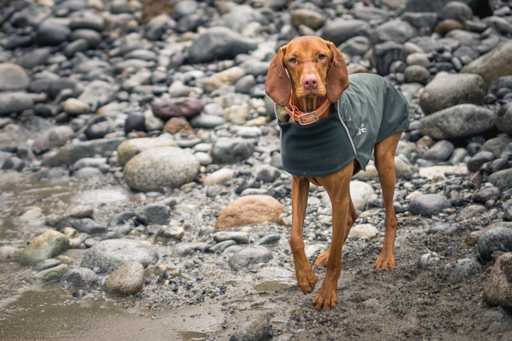 Are Vizsla Dogs Hypoallergenic