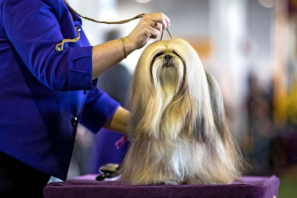 Are Lhasa Apso Dogs Hypoallergenic