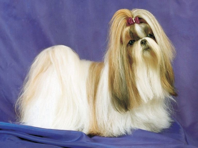 Are Lhasa Apso Dogs Hypoallergenic