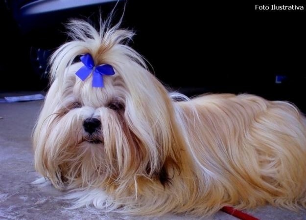 Are Lhasa Apso Dogs Hypoallergenic