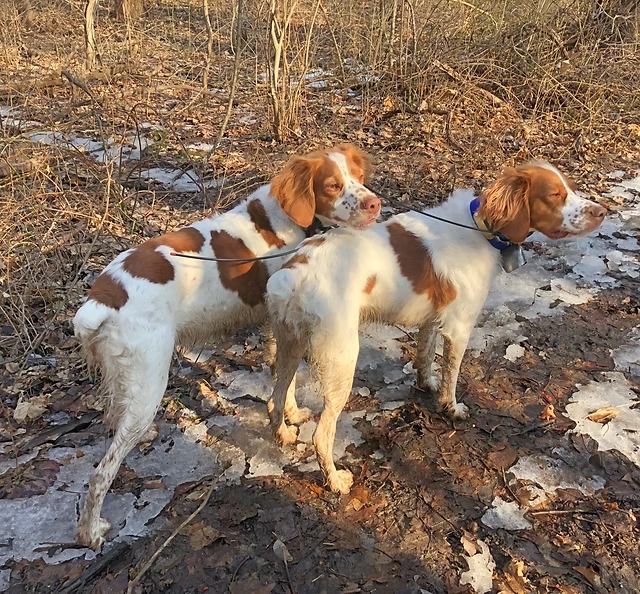Are Brittany Dogs Hypoallergenic