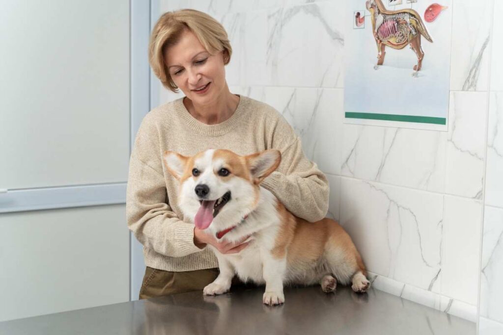 Why Is My Hypoallergenic Dog Shedding