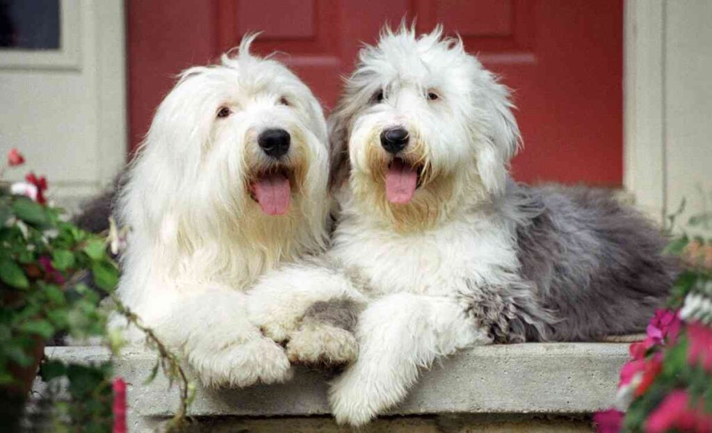 Is The Havanese Dog Hypoallergenic